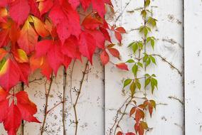 Wine Autumn Wall red