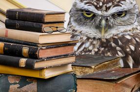 Owl and Books Stack