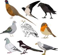bird collection wild drawing