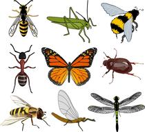 clipart of the insect collection