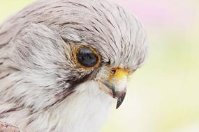 Falcon Bird face