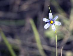 blue wild flower