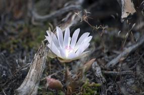 Wildflower Nature tree