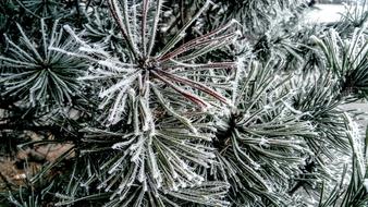 Frost Christmas Tree