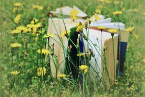 books lie on a flowering meadow close-up on blurred background