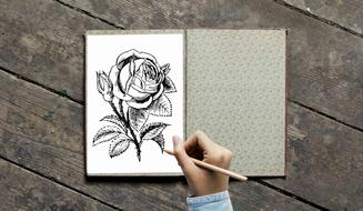 rose in a coloring book