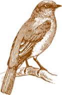 vintage image of a bird on a branch