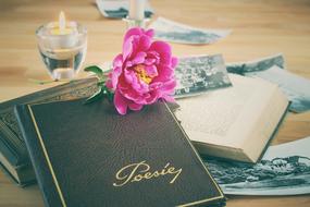 pink flower on a poetic album and retro photographs on the table