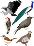 bird collection wings drawing