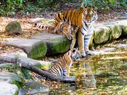 tiger with cubs at the nuremberg zoo