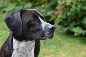 Dog Hunting Dressage face