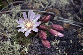 Beautiful colorful wildflower among other colorful plants