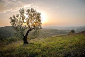 lonely curved tree on a hill against a sunset background
