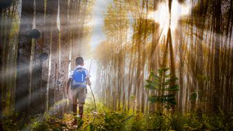 School Student forest