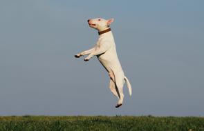 Dog Training white