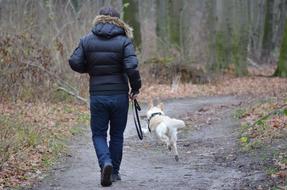 man walks with a dog in the autumn fores