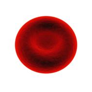 red blood cell