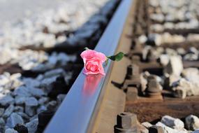 Stop Children Suicide rose