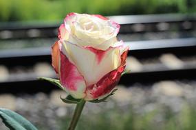 Stop Teenager Suicide White Red rose