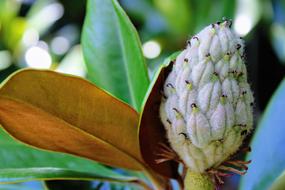 macro photo of white magnolia bud in California