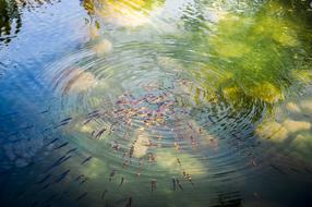 Abstract Water red fish