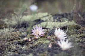 Wildflowers Nature