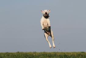 Dog Training jump