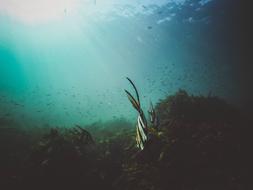 Nature Water Ocean life