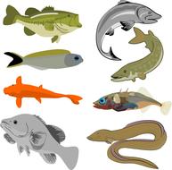 fish collection wild drawing