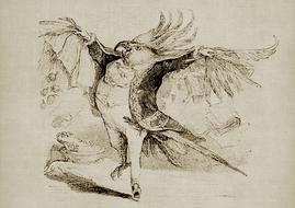 bird man funny drawing