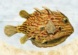 fish design orange drawing