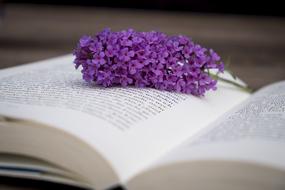 lilac branch lies on an open book