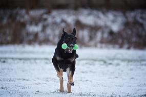 shepherd dog with a green toy in the mouth