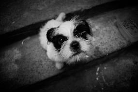 cute Dog black and white photo