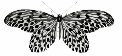 grey butterfly clip art drawing