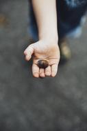 acorn in the child hand