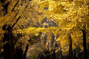 yellow trees in a school park in Republic of Korea