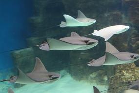 Cute scats in the colorful aquarium