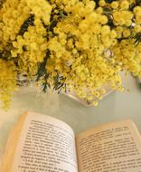 Mimosa yellow and Book