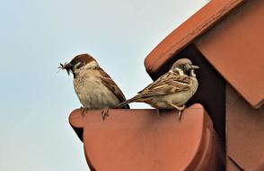 Feeding cute colorful sparrows on the house