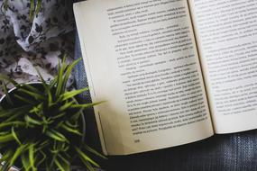 open book and colorful beautiful plant in the pot