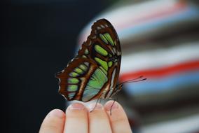 green Butterfly Insect hand