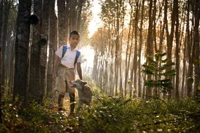 schoolboy with dog in the forest on a sunny day