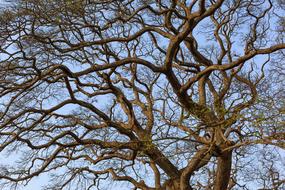 Dry Tree MÃ¹athu blue sky