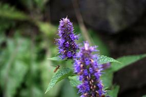 Bug Bee and violet flowers