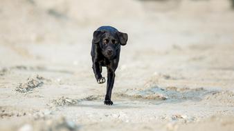 Labrador Dog Run on sand