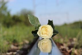 White Rose stop children suicide