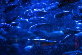blue Fish