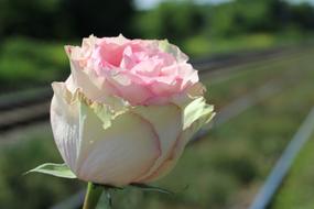 pinky garden rose