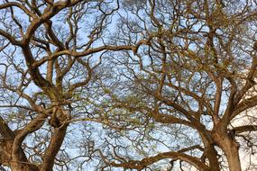 Dry Tree Autumn Sky blue